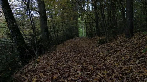 Autumn forest drone flyby Stock Footage 320339112