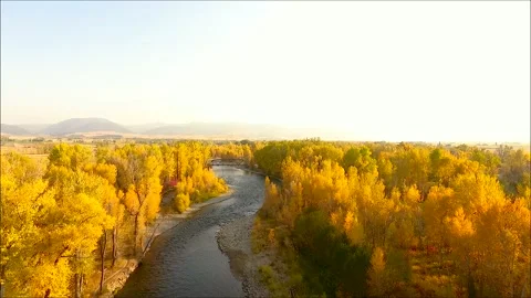 Autumn forest by drone Stock Footage 140484117