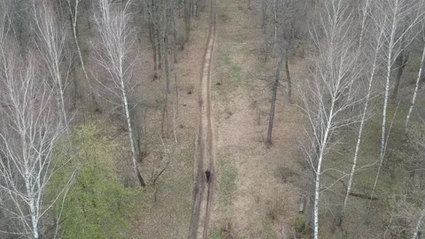 Autumn forest. Drone shooting Video stock 152373828