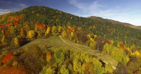 Autumn Forest Drone Shot in Romania Transylvania Stock Footage