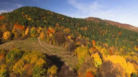 Autumn Forest Drone Shot in Romania Transylvania Stock Footage