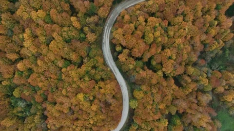 Autumn forest drone, winding path aerial, top down view Stock Footage 311041798