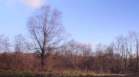 Autumn forest, dry grass in the wind against the sky clouds Stock Footage 32063128