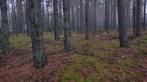 Autumn in the forest during cloudy, rainy day. Stock-Footage 70758150
