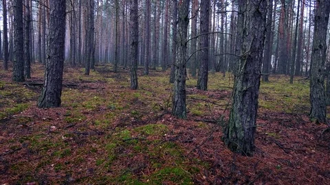 Autumn in the forest during cloudy, rainy day. Stock Footage 70758278