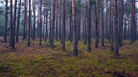 Autumn in the forest during cloudy, rainy day. Stock-Footage 70758445