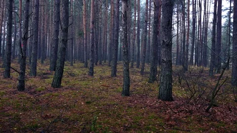 Autumn in the forest during cloudy, rainy day. Stock-Footage 70758623