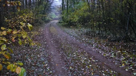 Autumn in the forest during cloudy, rainy day. Video stock 70758833