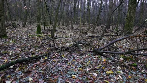 Autumn in the forest during cloudy, rainy day. Stock Footage 70759134
