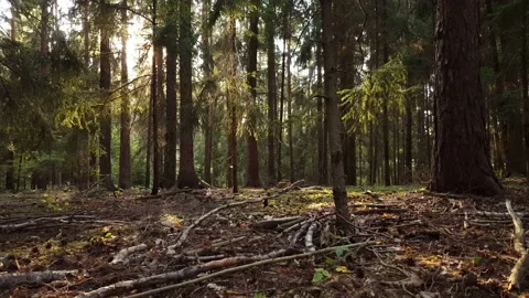Autumn forest at dusk Stock Footage 133256973
