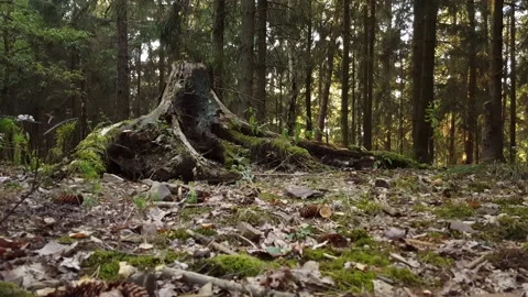 Autumn forest at dusk Stock Footage 133256978