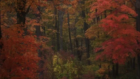 Autumn Forest at Dusk Stock Footage 301573064