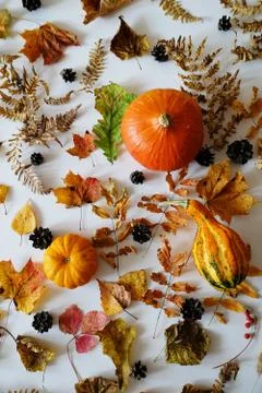 Autumn forest elements on a white background top view: pumpkins, leaves and Stock Photos