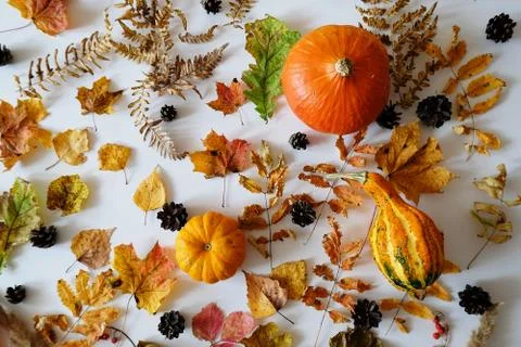 Autumn forest elements on a white background top view: pumpkins, leaves and Stock Photos