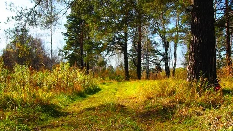 Autumn forest in the evening. Stock Footage 80121673