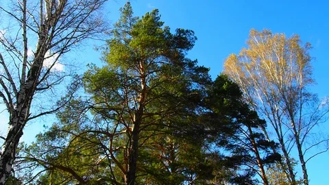 Autumn forest in the evening. Stock Footage 80187529