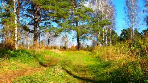 Autumn forest in the evening. Stock Footage 80187572