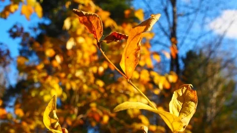 Autumn forest in the evening. Stock Footage 80187649