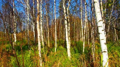 Autumn forest in the evening. Stock Footage 80281681