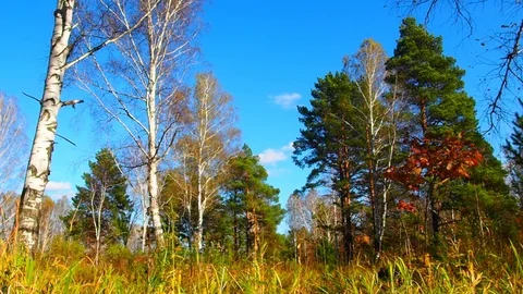 Autumn forest in the evening. Stock Footage 80281756