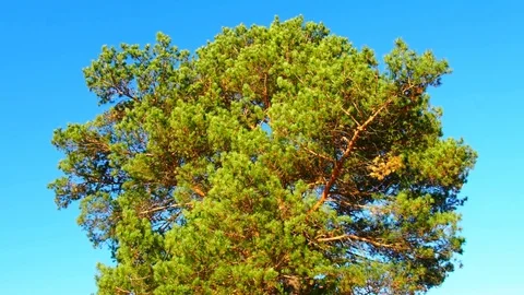 Autumn forest in the evening. Stock Footage 80797481