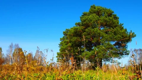 Autumn forest in the evening. Stock Footage 80797529