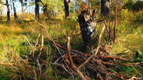 Autumn forest in the evening. Stock Footage 80797578