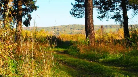 Autumn forest in the evening. Stock Footage 80797640