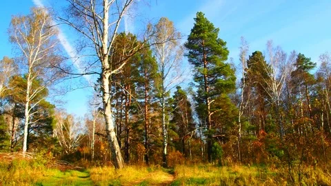 Autumn forest in the evening. Stock Footage 80797660