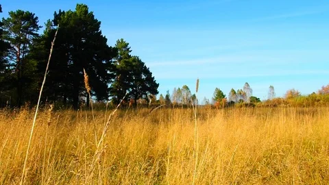 Autumn forest in the evening. Stock Footage 80827445