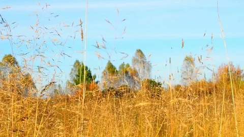 Autumn forest in the evening. Stock Footage 80827562