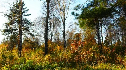 Autumn forest in the evening. Stock Footage 80827621