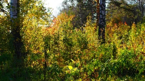 Autumn forest in the evening. Stock Footage 80827639