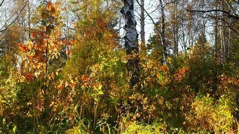 Autumn forest in the evening. Stock Footage 80827683