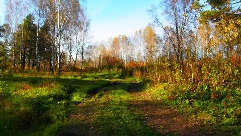 Autumn forest in the evening. Stock Footage 80868869