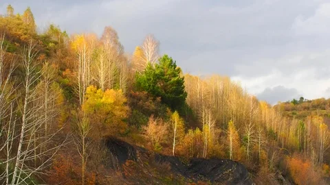 Autumn forest in the evening. Stock Footage 81239792