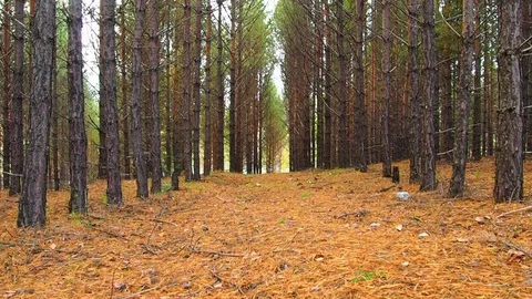 Autumn forest in the evening. Stock Footage 81587278