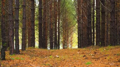 Autumn forest in the evening. Stock Footage 81587358