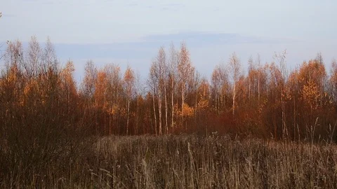 Autumn forest in the evening Stock Footage 118429679