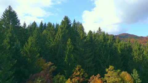 Autumn Forest with Evergreen and Deciduous Trees 库存影片 319915023