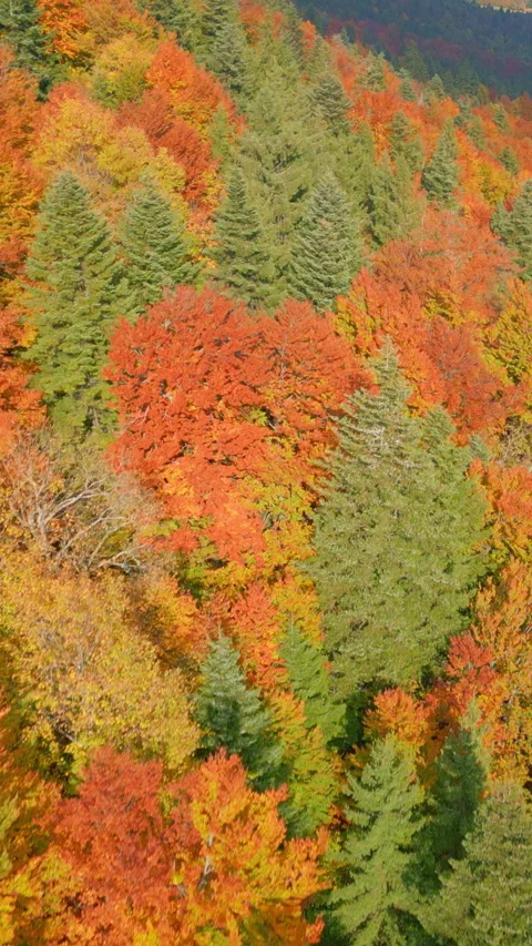 Autumn Forest with Evergreen and Deciduous Trees on a Mountain Ridge 库存影片 319916618