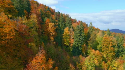 Autumn Forest with Fall Colors on a Mountain Ridge 库存影片 319915449