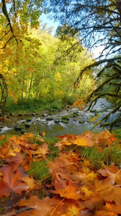 Autumn forest in the fall Stock Footage 274281372