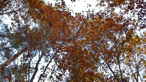 Autumn forest. Fall leaves Stock Footage 113813274