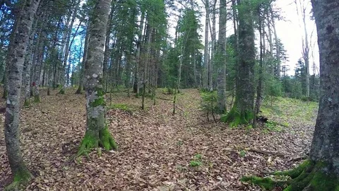 Autumn forest with fallen leaves Vídeo Stock 71798521