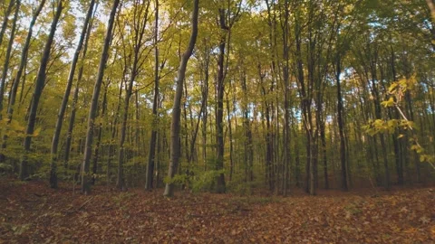 Autumn forest with fallen leaves Stock Footage 272592428