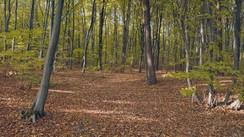Autumn forest with fallen leaves Stock Footage 276551168