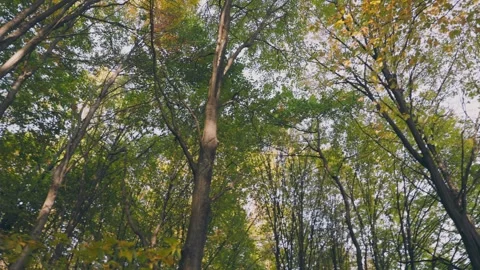 Autumn forest with fallen leaves Stock Footage 277071374