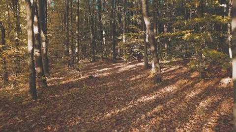 Autumn forest with fallen leaves Stock Footage 277638347