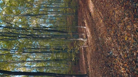Autumn forest with fallen leaves Stock Footage 285934968